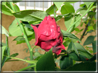 foto Rose